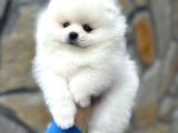 Pomerani̇an Irkinin En Güzel Bebekleri̇