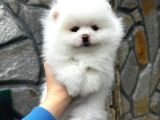 Pomerani̇an Irkinin En Güzel Bebekleri̇