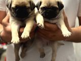 Gül Kuyruk Pug Mops Yavrular Şehi̇rdişi Gönderi̇li̇r