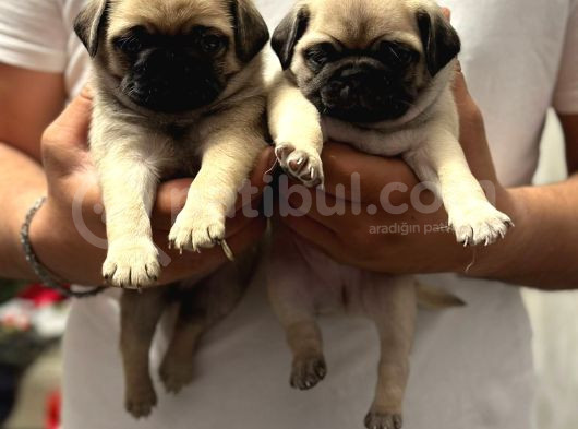 Gül Kuyruk Pug Mops Yavrular Şehi̇rdişi Gönderi̇li̇r görsel