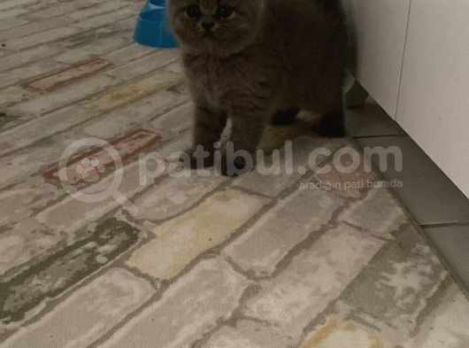 2 Aylik Scotti̇sh Fold Yavrularimiz görsel