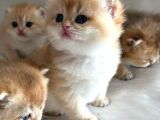 British Shorthair Ny12-Ay12 Golden 