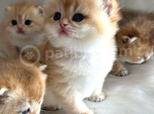 British Shorthair Ny12-Ay12 Golden  görsel