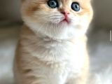 British Shorthair Ny12-Ay12 Golden 