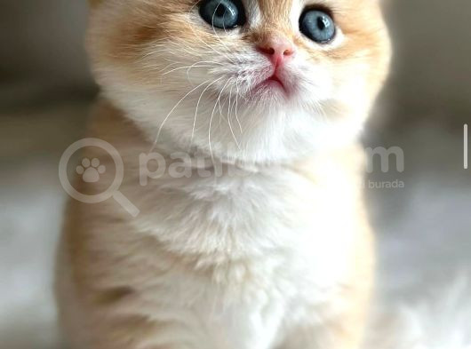British Shorthair Ny12-Ay12 Golden  görsel