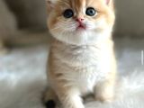 British Shorthair Ny12-Ay12 Golden 