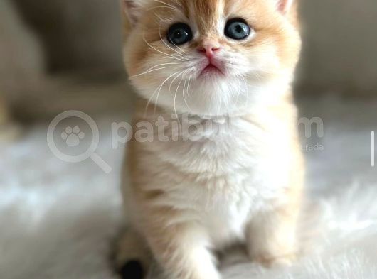British Shorthair Ny12-Ay12 Golden  görsel