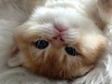 British Shorthair Ny12-Ay12 Golden 