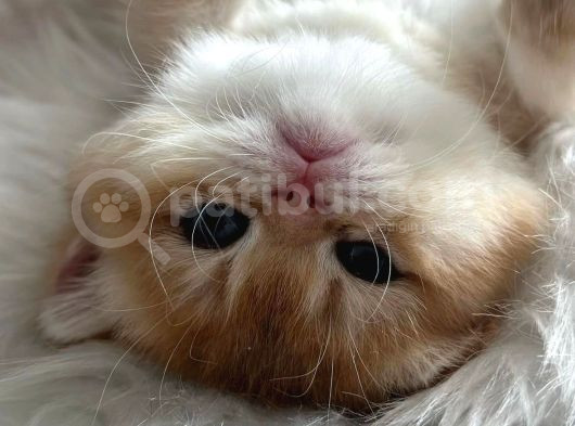 British Shorthair Ny12-Ay12 Golden  görsel