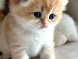 British Shorthair Ny12-ay12 Golden 