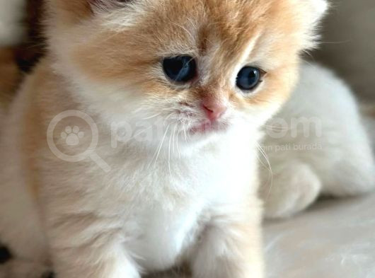 British Shorthair Ny12-Ay12 Golden 