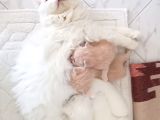 Safkan Bem Beyaz Yavrularımız Yuvaya Gitmeye Hazır