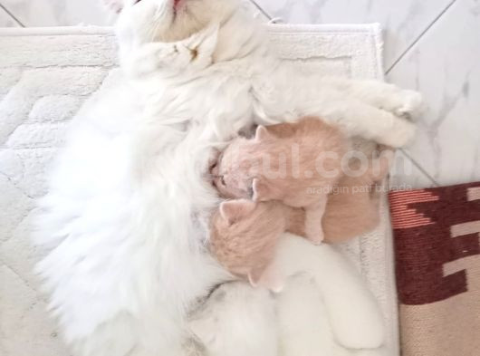 Safkan Bem Beyaz Yavrularımız Yuvaya Gitmeye Hazır görsel