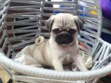 Gül Kuyruk Pug Mops Yavrular Şehi̇rdişi Gönderi̇li̇r