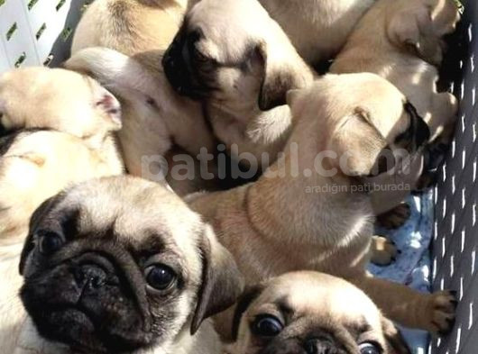 Gül Kuyruk Pug Mops Yavrular Şehi̇rdişi Gönderi̇li̇r görsel