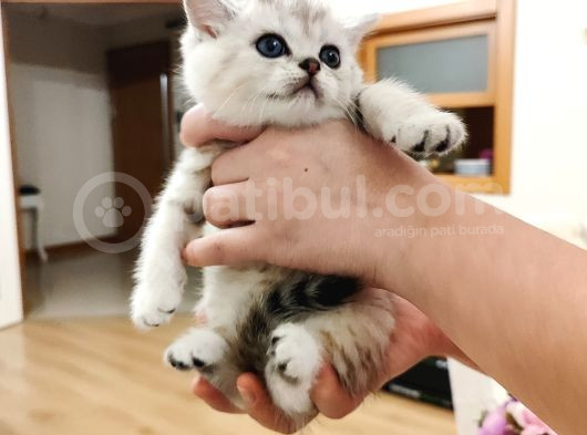 British Shorthair görsel