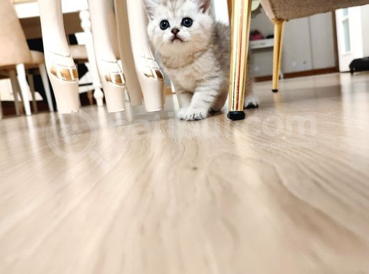 British Shorthair görsel