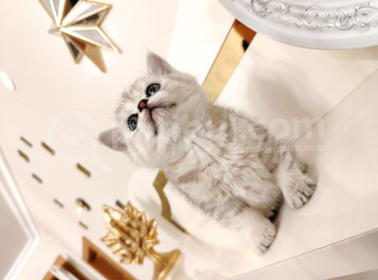 British Shorthair görsel