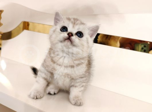 British Shorthair görsel