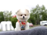 Ayi Surat Pomeri̇an Boo Yavrularim
