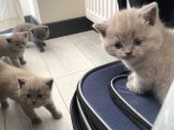 British Dik Kulak Bebeklerim