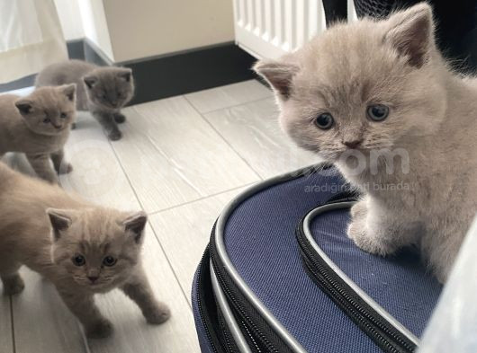 British Dik Kulak Bebeklerim görsel