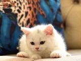 Safkan Oyuncu Bri̇ti̇sh Shorthai̇r Pamuk Yavrumuz