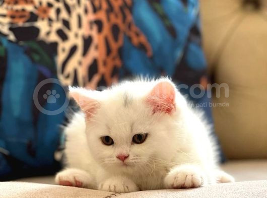 Safkan Oyuncu Bri̇ti̇sh Shorthai̇r Pamuk Yavrumuz görsel