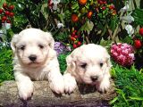 Korean Maltese Terrier Yavrular Mama Ve Malzeme Paketi