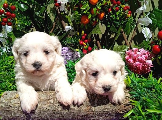 Korean Maltese Terrier Yavrular Mama Ve Malzeme Paketi görsel