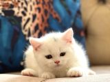 Safkan Oyuncu Bri̇ti̇sh Shorthai̇r Pamuk Yavrumuz