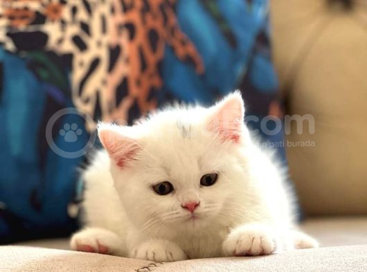 Safkan Oyuncu Bri̇ti̇sh Shorthai̇r Pamuk Yavrumuz görsel