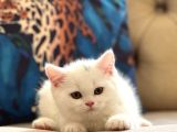 SAFKAN OYUNCU BRİTİSH SHORTHAİR PAMUK YAVRUMUZ