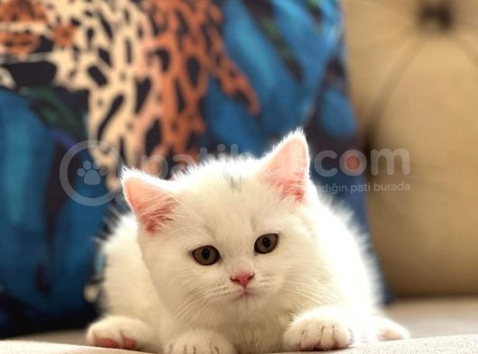 Safkan Oyuncu Bri̇ti̇sh Shorthai̇r Pamuk Yavrumuz