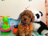 Tooy poodle cinsi yavrular DİŞİ erkek mevcuttur 