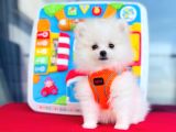 POMERRİAN BOO AYI SURATLI 