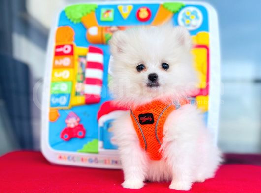 Pomerri̇an Boo Ayi Suratli 