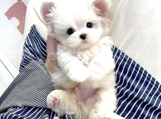 Teacup Maltese Terrier Bebekler
