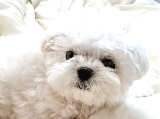 Teacup Maltese Terrier Bebekler görsel