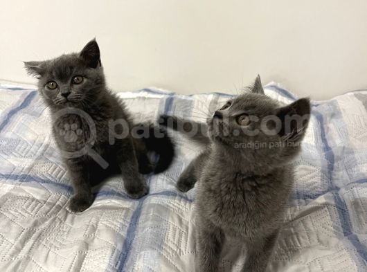 Kendi Kedimizin Yavruları görsel