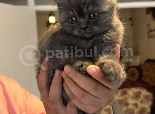 British Yavrumuz görsel