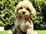 Sevimli maltipoo yavrular 