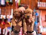 Secereli Toy Poodle Yavrularımız