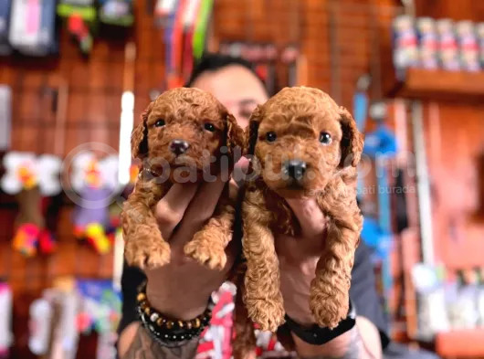 Secereli Toy Poodle Yavrularımız görsel