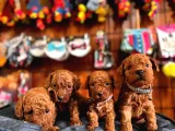 Secereli Toy Poodle Yavrularımız