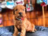 Secereli toy poodle yavrularımız