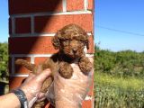 Oyuncak Bebek Toy Poodle Yavrulari