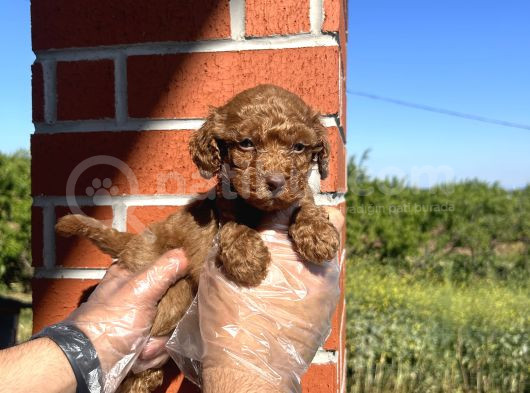 Oyuncak Bebek Toy Poodle Yavrulari görsel