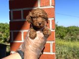 Oyuncak Bebek Toy Poodle Yavrulari