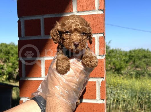 Oyuncak Bebek Toy Poodle Yavrulari görsel
